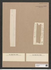 Fragilaria crotonensis (Edw.) Kitt. (de-Toni-Nr.: Genus 73, Species 2709) Zeichnungen Sammlung Grunow Nr. 5563 (NHMW-BOT-W0374027)